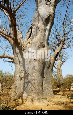 Baobab, République du Sénégal, l'Afrique Banque D'Images