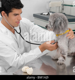 L'examen vétérinaire un chien avec un stéthoscope Banque D'Images