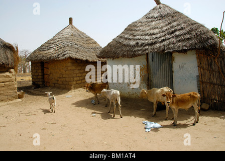 Huttes dans un village Peul, République du Sénégal, l'Afrique Banque D'Images