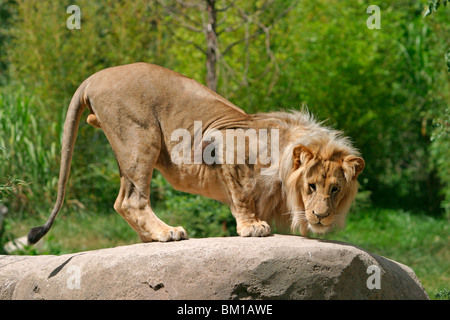 Angola-Löwen Männchen / Homme Lion Banque D'Images