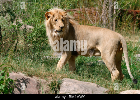 Angola-Löwen Männchen / Homme Lion Banque D'Images