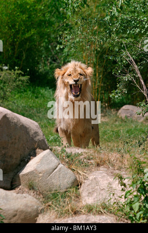 Angola-Löwen Männchen / Homme Lion Banque D'Images