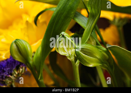 Photo gros plan de gerbera daisy-jaune Banque D'Images