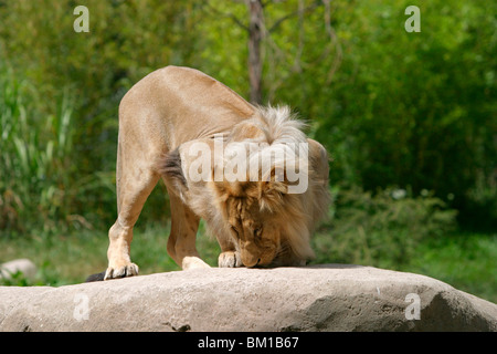 Angola-Löwen Männchen / Homme Lion Banque D'Images