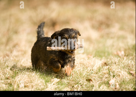 Chien Saucisse Tekel Teckel poil dur travail de chasse allemand Banque D'Images