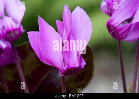 Europaeum Cyclamen purpurascens (C.), ciclamino Banque D'Images