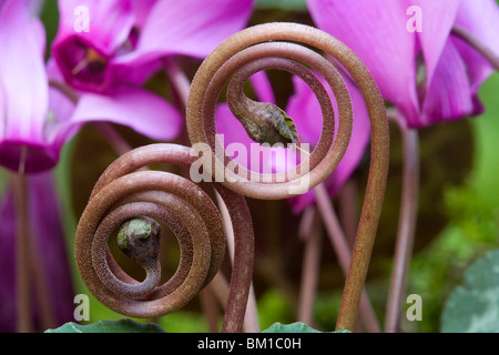 Europaeum Cyclamen purpurascens (C.), ciclamino Banque D'Images