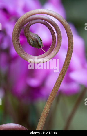 Europaeum Cyclamen purpurascens (C.), ciclamino Banque D'Images