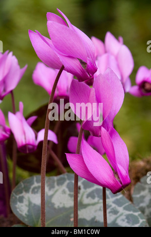 Europaeum Cyclamen purpurascens (C.), ciclamino Banque D'Images