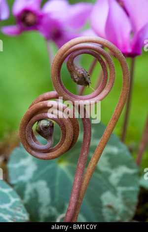 Europaeum Cyclamen purpurascens (C.), ciclamino Banque D'Images