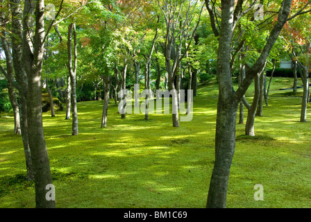 Moss garden, Musée d'Art de Hakone, Koen-kami, Gora, Hakone, à l'ouest de Tokyo, Honshu, Japan Banque D'Images