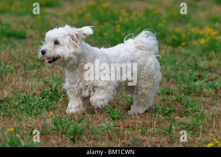 Malteser dans Bewegung / maltese en action Banque D'Images