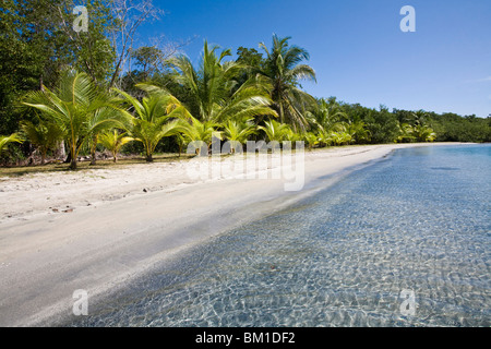 Star Beach, l'Île de Colon (l'Île de Colon), province de Bocas del Toro, PANAMA, Amérique Centrale Banque D'Images
