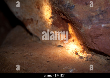 Ver énorme vivant dans le Mammoth caves ancestrales, Kentucky, USA Banque D'Images