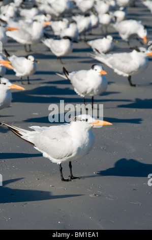 Sterne royale sur les oiseaux, la plage, la Côte du Golfe Sanibel Island, Floride, États-Unis d'Amérique, Amérique du Nord Banque D'Images