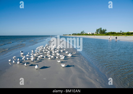 Sterne royale sur les oiseaux, la plage, la Côte du Golfe Sanibel Island, Floride, États-Unis d'Amérique, Amérique du Nord Banque D'Images