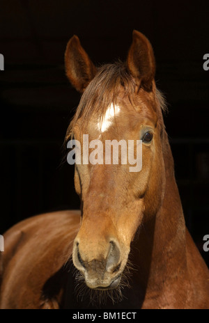 Portrait cheval équitation allemande Banque D'Images