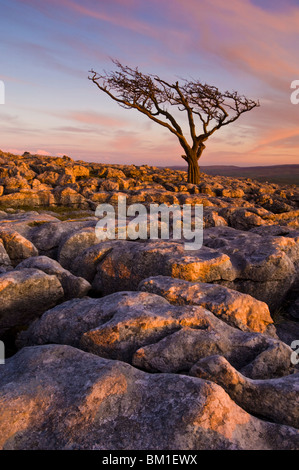 Arbre tordu, Twistleton fin cicatrice, Ingleton, Yorkshire Dales National Park, England, United Kingdom Banque D'Images