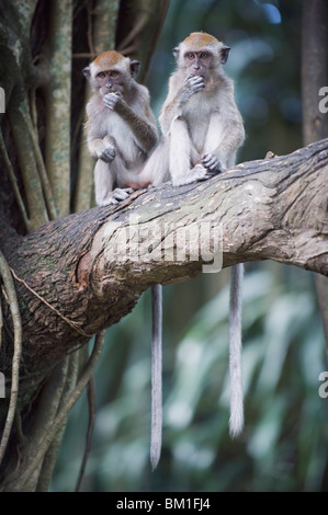 Macaque à Lake Gardens, Kuala Lumpur, Malaisie, Asie du Sud, Asie Banque D'Images