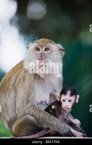 Macaque à Lake Gardens, Kuala Lumpur, Malaisie, Asie du Sud, Asie Banque D'Images