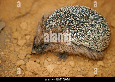 Europäischer Igel / Banque D'Images