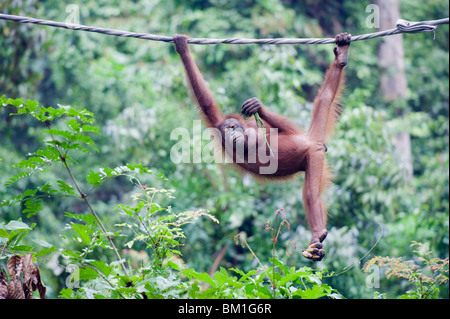 Sepilok Orang Utan Centre de réadaptation, de Bornéo, en Malaisie, en Asie du Sud-Est, l'Asie Banque D'Images