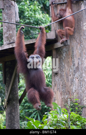 Cid, un orang-outan sauvage à Sepilok Orang Utan Centre de réadaptation, de Bornéo, en Malaisie, en Asie du Sud-Est, l'Asie Banque D'Images