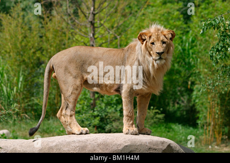 Angola-Löwen Männchen / Homme Lion Banque D'Images