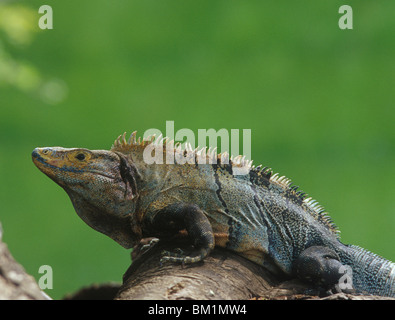 Iguanidae iguane membre de l'arbre debout sur fond vert contre deux espèces de lézards genre Iguana possède de fanon row Banque D'Images