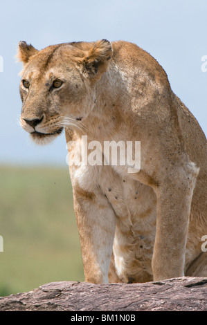 Lioness (Panthera leo), Masai Mara National Reserve, Kenya, Afrique de l'Est, l'Afrique Banque D'Images