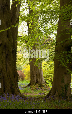 L'heure à Bluebell Perrow Thorp Arboretum près de Bedale, Yorkshire du Nord Banque D'Images