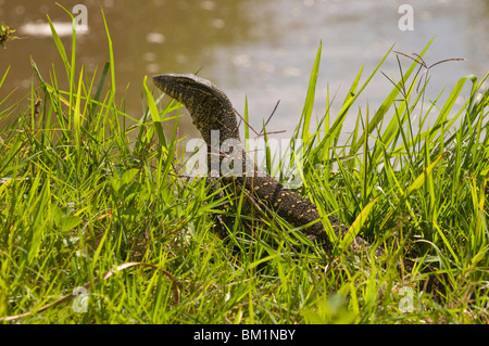 Varan du Nil (Varanus nicolitus), Masai Mara National Reserve, Kenya, Afrique de l'Est, l'Afrique