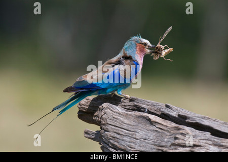 Lilac-breasted roller (Coracias caudata), Masai Mara National Reserve, Kenya, Afrique de l'Est, l'Afrique Banque D'Images