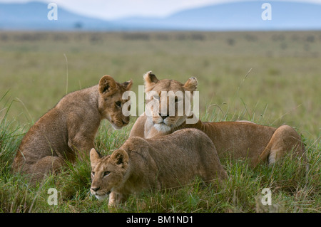 Lionne et lionceaux (Panthera leo), Masai Mara National Reserve, Kenya, Afrique de l'Est, l'Afrique Banque D'Images