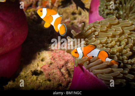 Poisson Clown Amphiprion ocellaris Clown faux Similan National Marine Park au sud de Phuket en Thaïlande Asie Banque D'Images