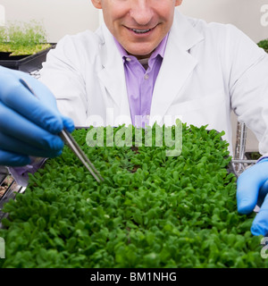 La recherche scientifique sur les plantes dans un laboratoire