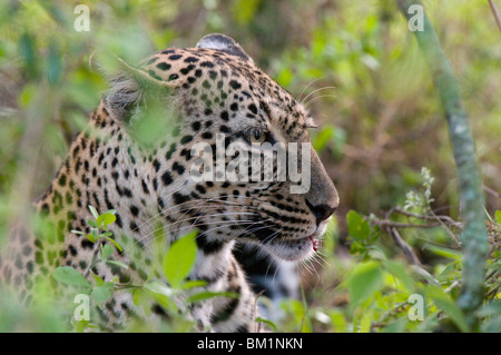 Leopard (Panthera pardus) avec impala tuer, Masai Mara National Reserve, Kenya, Afrique de l'Est, l'Afrique Banque D'Images