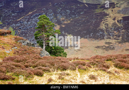 Le pin sylvestre sur montagne en Glen Esk, Angus, Scotland, Royaume-Uni. Banque D'Images