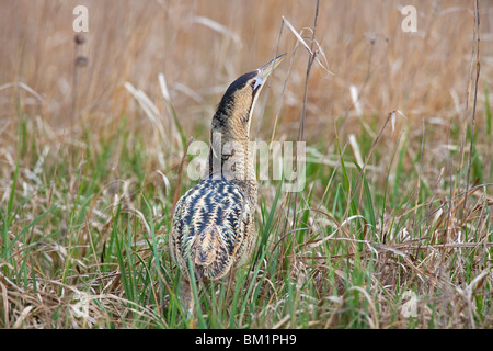 Eurasian Bittern / butor étoilé (Botaurus stellaris) debout, en position de camouflage typique dans les prairies, Autriche Banque D'Images