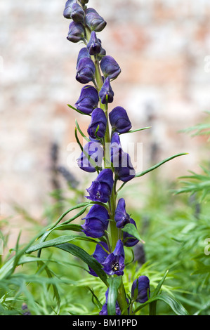 Aconitum napellus. Monkshood fleur. Aconit fleurs Banque D'Images