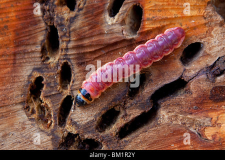 Espèce de chèvre (cossus Cossus) Caterpillar en bois, Allemagne Banque D'Images