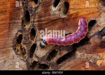 Espèce de chèvre (cossus Cossus) Caterpillar en bois, Allemagne Banque D'Images