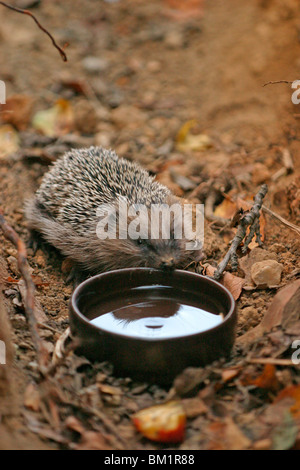 Europäischer Igel / Banque D'Images