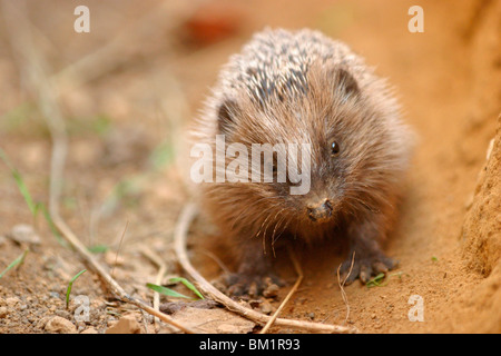 Europäischer Igel / Banque D'Images