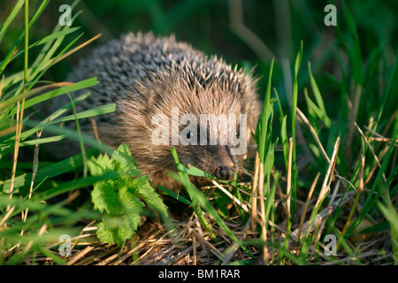 Europäischer Igel / Banque D'Images