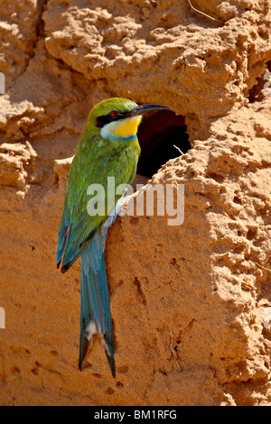 Swallow-tailed bee-eater (Merops hirundineus), Kgalagadi Transfrontier Park, Afrique du Sud Banque D'Images