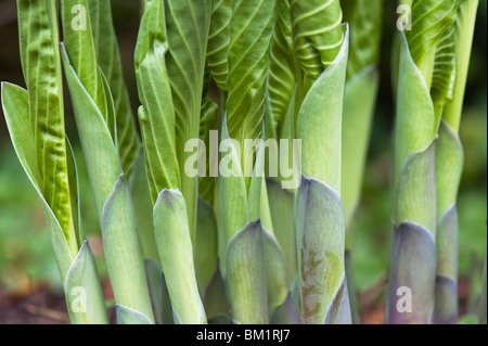 Hosta 'Snowdon' pousses des feuilles des plantes nouvelles au printemps. UK Banque D'Images