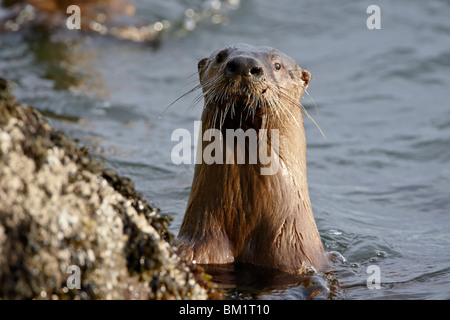 La loutre de rivière (Lutra canadensis), près de Nanaimo, en Colombie-Britannique, au Canada, en Amérique du Nord Banque D'Images