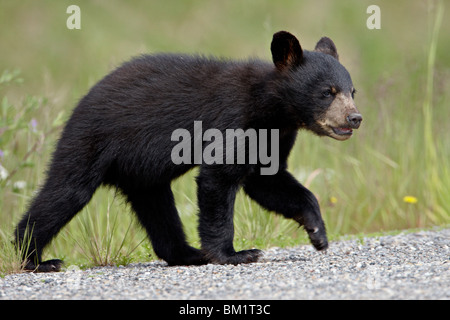 L'ours noir (Ursus americanus) cub qui traversent la route, Route de l'Alaska, Colombie-Britannique, Canada, Amérique du Nord Banque D'Images