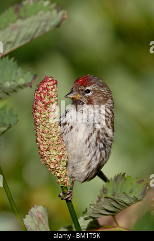 Femme le sizerin flammé (Carduelis flammea), l'Archange Pass, Alaska, États-Unis d'Amérique, Amérique du Nord Banque D'Images